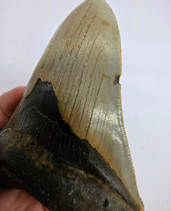 5" Megalodon Tooth | Hawthorn Formation