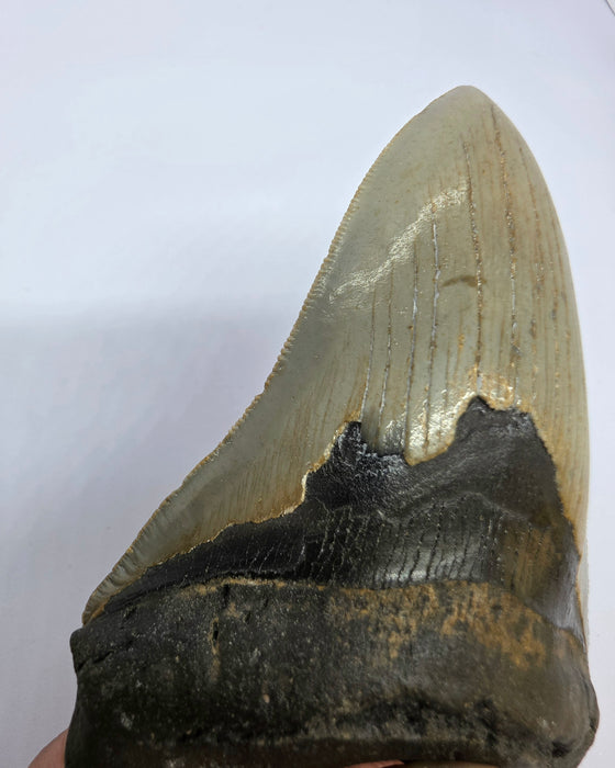 5" Megalodon Tooth | Hawthorn Formation