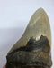 In Stone Fossils 