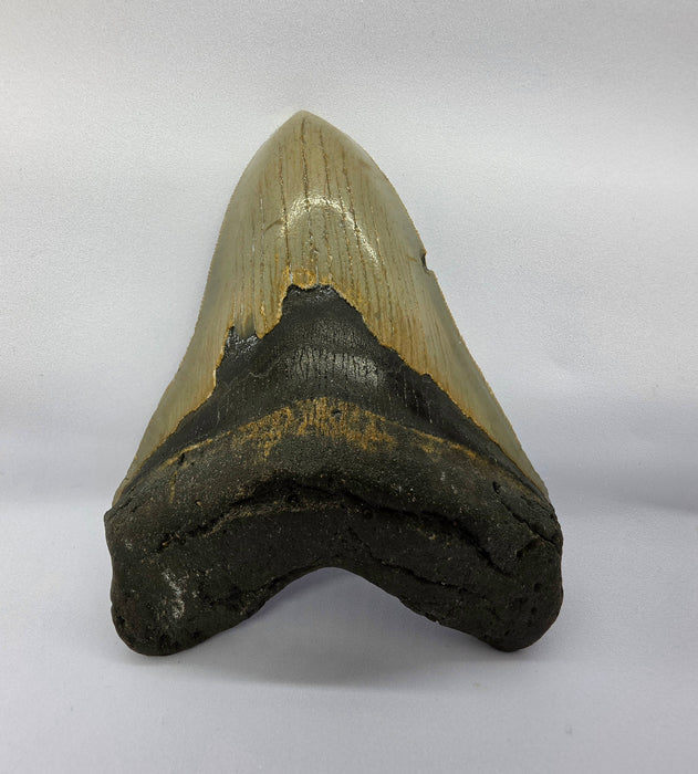 5" Megalodon Tooth | Hawthorn Formation