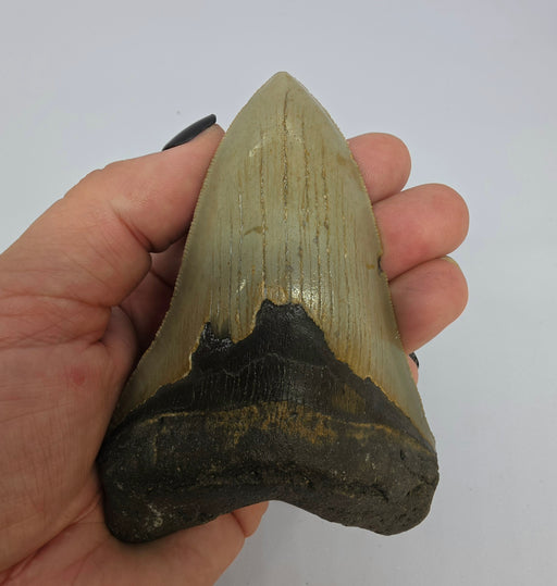 In Stone Fossils 