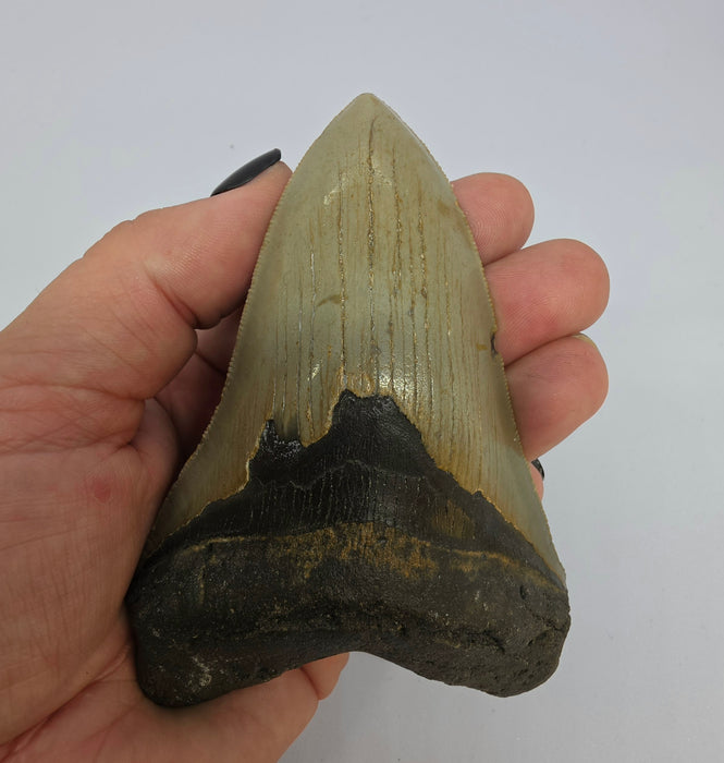 5" Megalodon Tooth | Hawthorn Formation