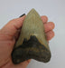 In Stone Fossils 