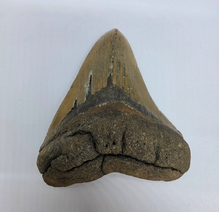 4.75" Megalodon Tooth | Hawthorn Formation