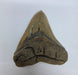 In Stone Fossils 