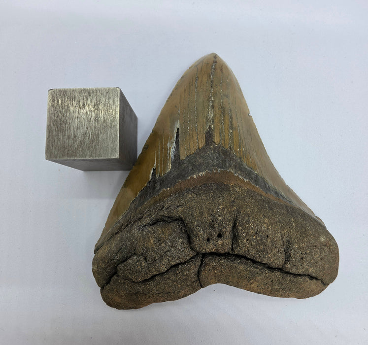 4.75" Megalodon Tooth | Hawthorn Formation