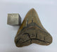 In Stone Fossils 
