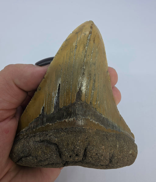 In Stone Fossils 
