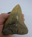 In Stone Fossils 