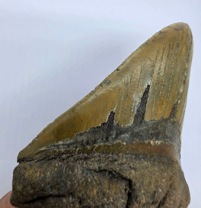 4.75" Megalodon Tooth | Hawthorn Formation