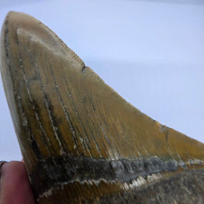 4.75" Megalodon Tooth | Hawthorn Formation