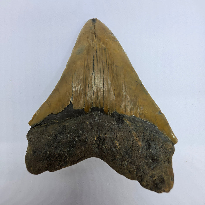 4.75" Megalodon Tooth | Hawthorn Formation