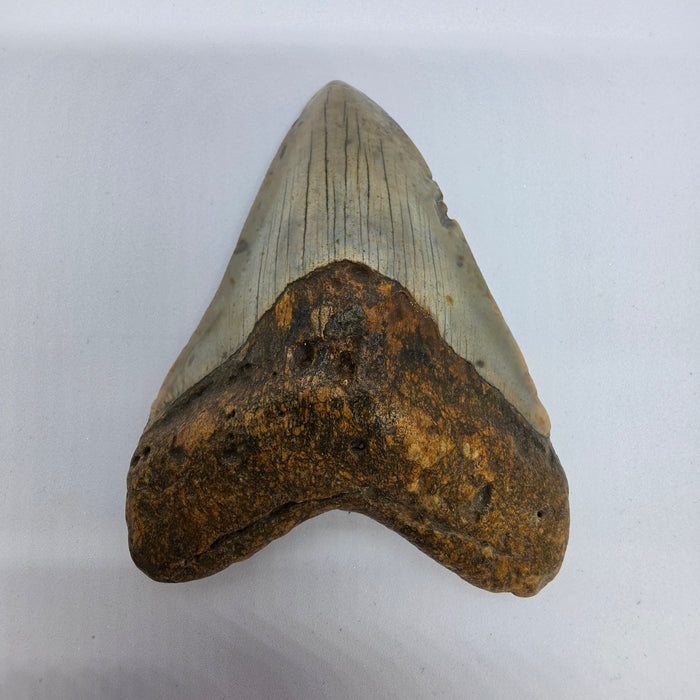 4" Megalodon Tooth | Hawthorn Formation