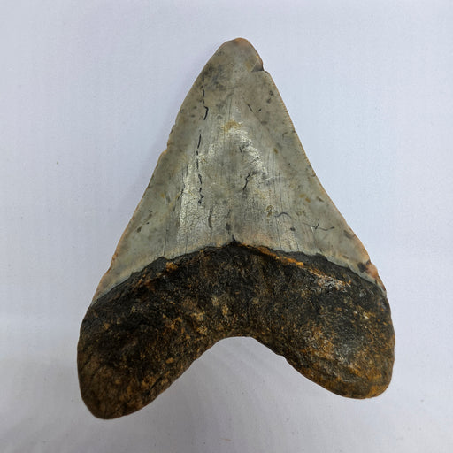 In Stone Fossils 
