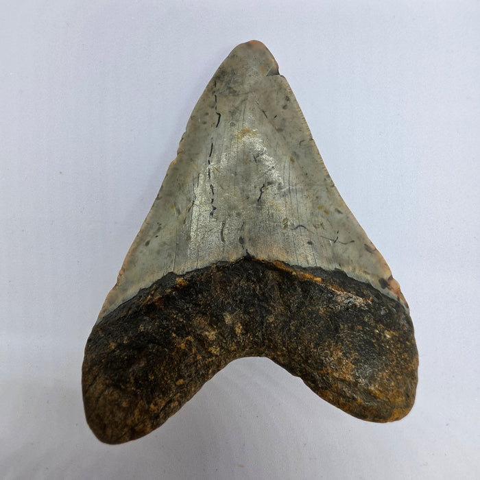 4" Megalodon Tooth | Hawthorn Formation