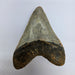 In Stone Fossils 
