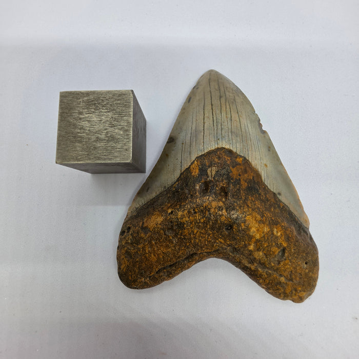 4" Megalodon Tooth | Hawthorn Formation