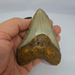 In Stone Fossils 