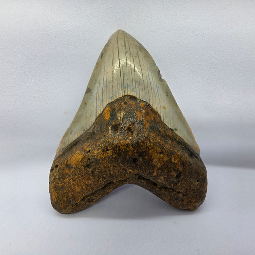 In Stone Fossils 