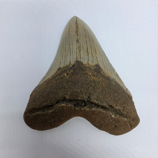 In Stone Fossils 