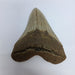 In Stone Fossils 