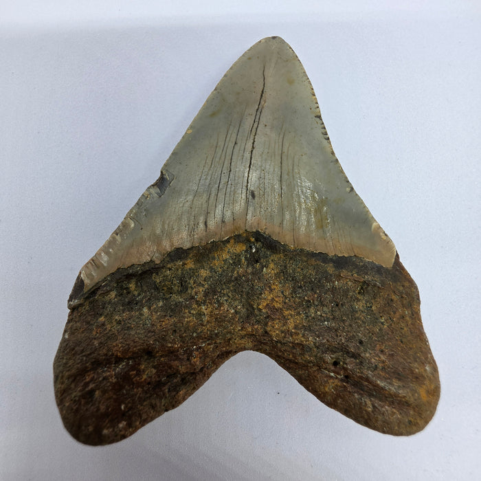 3.75" Megalodon Tooth | Hawthorn Formation