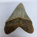 In Stone Fossils 