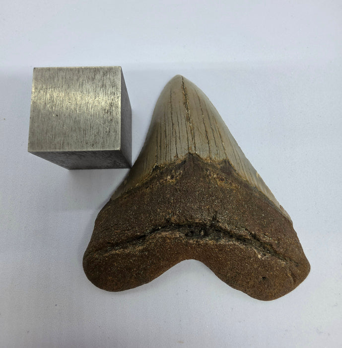 3.75" Megalodon Tooth | Hawthorn Formation
