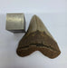In Stone Fossils 