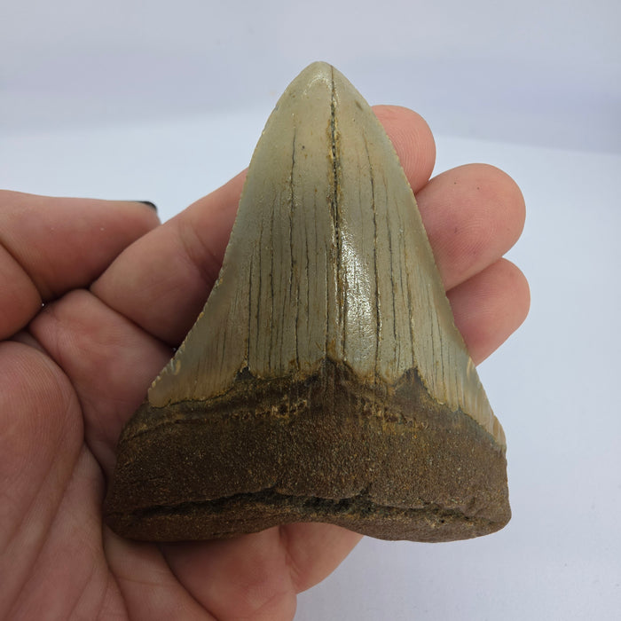 3.75" Megalodon Tooth | Hawthorn Formation