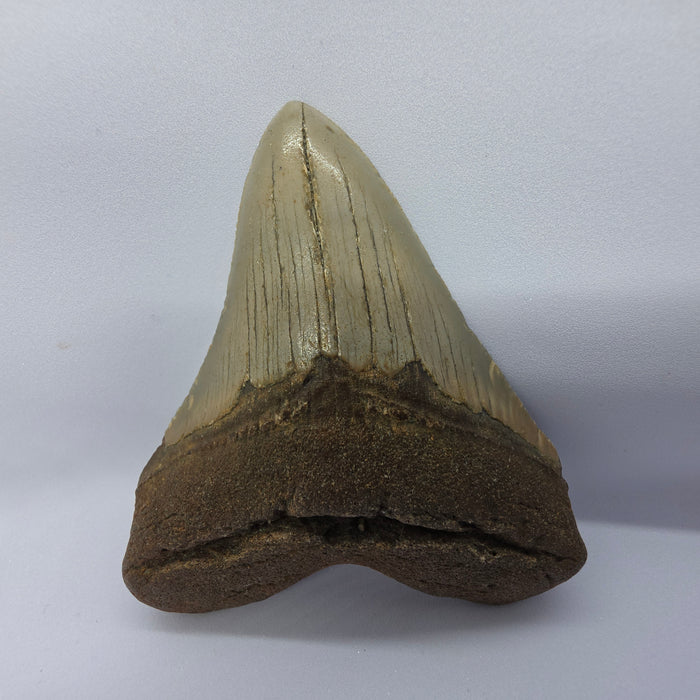 3.75" Megalodon Tooth | Hawthorn Formation