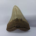 In Stone Fossils 