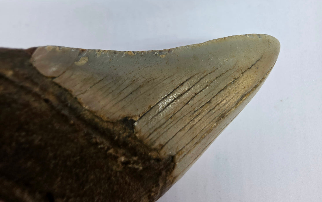3.75" Megalodon Tooth | Hawthorn Formation