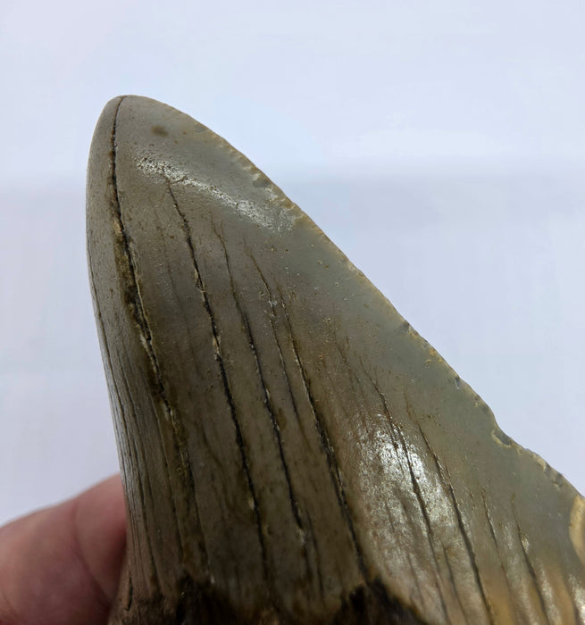 3.75" Megalodon Tooth | Hawthorn Formation