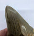 In Stone Fossils 