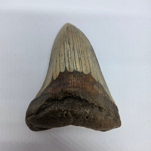 In Stone Fossils 