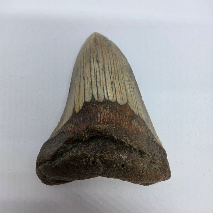 4" Megalodon Tooth | Hawthorn Formation