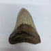 In Stone Fossils 