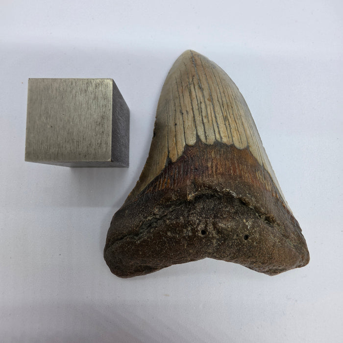 4" Megalodon Tooth | Hawthorn Formation