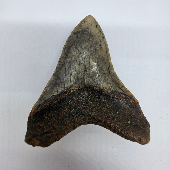 4" Megalodon Tooth | Hawthorn Formation