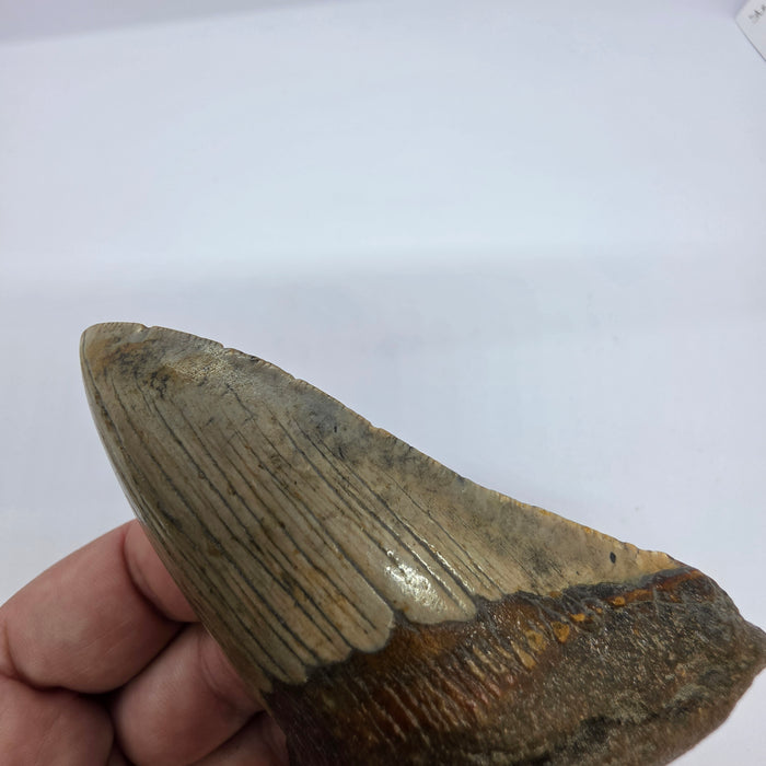 4" Megalodon Tooth | Hawthorn Formation