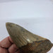 In Stone Fossils 