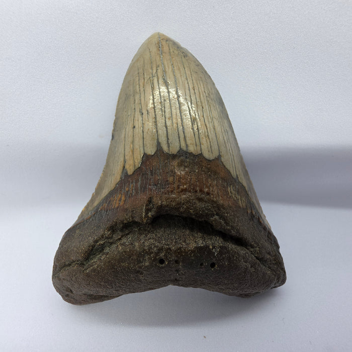 4" Megalodon Tooth | Hawthorn Formation