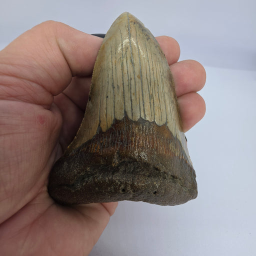 In Stone Fossils 
