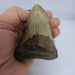In Stone Fossils 
