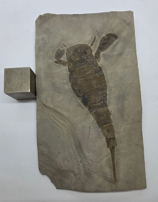 Eurypterid (Sea Scorpion) | Eurypterus remipes | New York