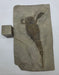 In Stone Fossils 