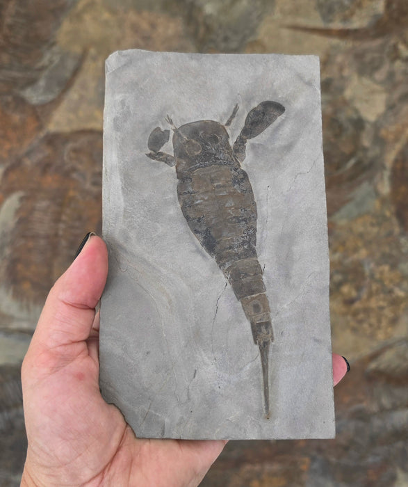 Eurypterid (Sea Scorpion) | Eurypterus remipes | New York