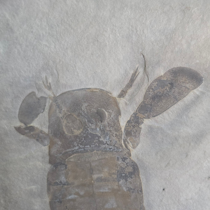 Eurypterid (Sea Scorpion) | Eurypterus remipes | New York