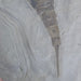 In Stone Fossils 
